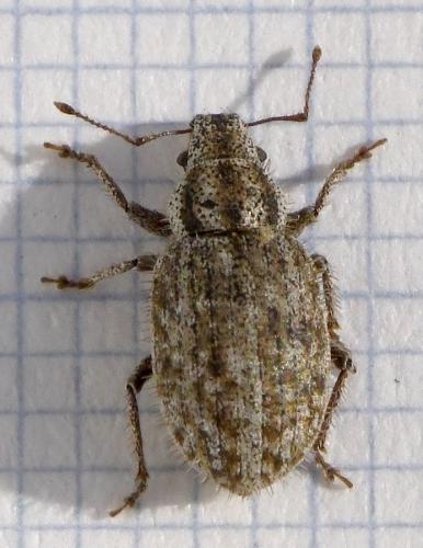 Réf. 217 296 : Strophomorphus porcellus